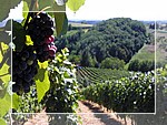 Peljesac Vineyards - Click fo more informaton