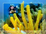 Dubrovnik Diving - Click fo more informaton