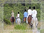 Horse Riding - Click fo more informaton